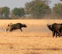 Lion attack on Buffalo Lion attack on Buffalo